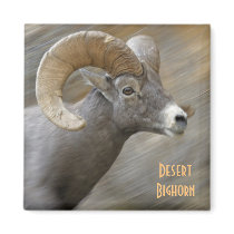 Desert Bighorn Ram magnets