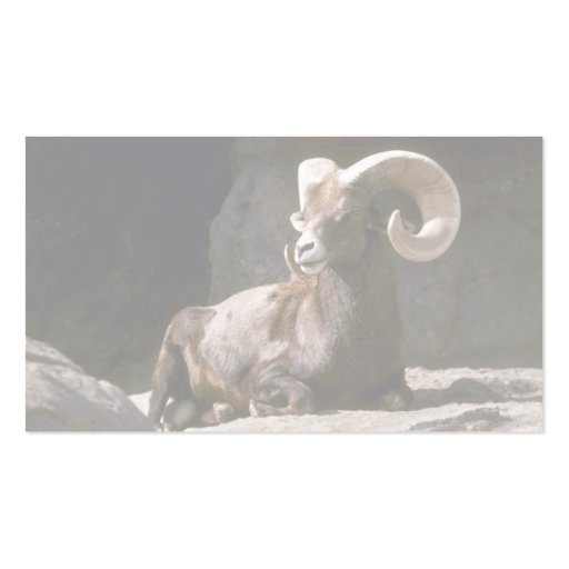 Desert bighorn sheep (Adult ram bedded down in sun Business Card Templates (back side)