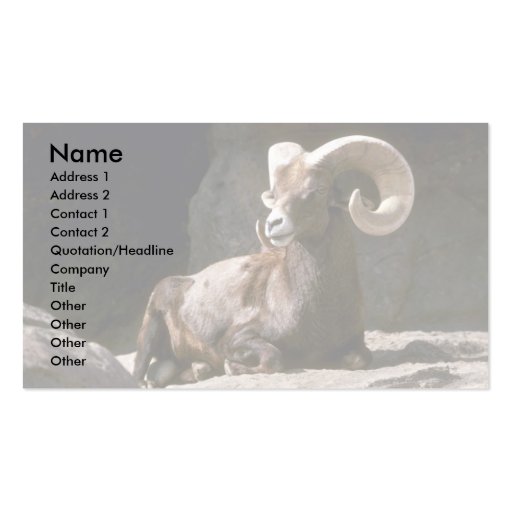 Desert bighorn sheep (Adult ram bedded down in sun Business Card Templates (front side)