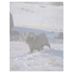 Desert bighorn sheep (Adult ram plowing through de Personalized Letterhead
