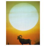Desert bighorn sheep at sunset, southwestern U.S.A Custom Flyer