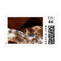 desert bird postage stamps