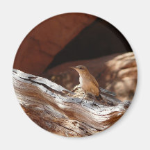 desert bird refrigerator magnets