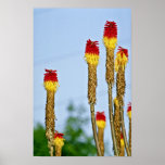 Desert bloom, outside Phoenix, Arizona, U.S.A.  fl Print