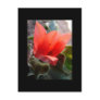 desert bloom postcard