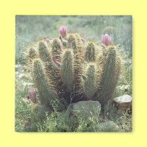 Desert Blooms Cactus Refrigerator Gift Magnet magnets
