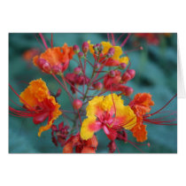 desert blooms card