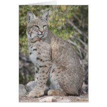 Desert Bobcat Card