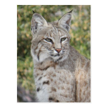 Desert Bobcat Postcard