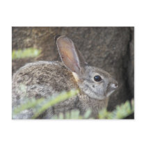 Desert Bunny postcards
