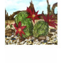 Desert Cactus t-shirts