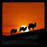 Desert Camels at sunset posters