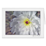 Desert Chicory Greeting Card