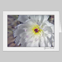 Desert Chicory cards