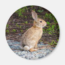 Desert Cottontail Rabbit Magnet