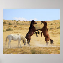 Desert Dance posters