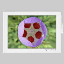 Desert Five-Spot cards