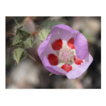 Desert Five Spot Postcard