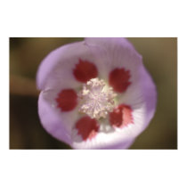 Desert Five Spot Wildflower posters by TranquilityPhoto Desert Five Spot Wildflower posters