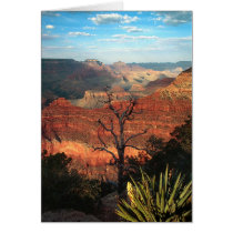 Desert Flora cards