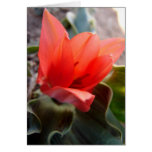 desert flower card