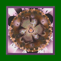 Desert Flower magnets