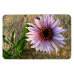 Desert Flower Magnets