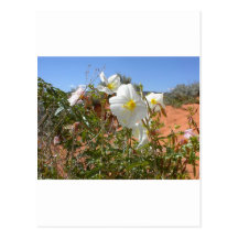 Desert Flower Post Card