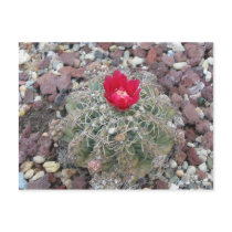 Desert Flower postcards