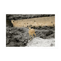 Desert Goat posters by eliorart Desert Goat posters