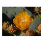Desert Gold Postcard