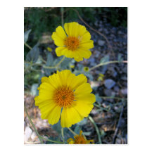Desert Gold Postcard
