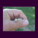 desert gopher snake postcards
