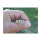 desert gopher snake