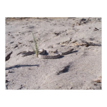 desert gopher snake posters by abadu44 desert gopher snake posters