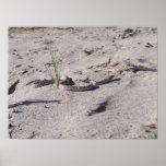 desert gopher snake posters