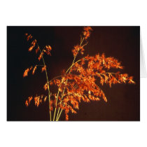 Desert grass cards by keoma Desert grass cards