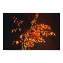 Desert grass posters by keoma Desert grass posters