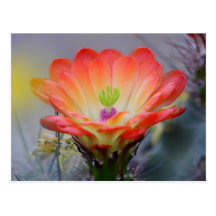 Desert in bloom postcard