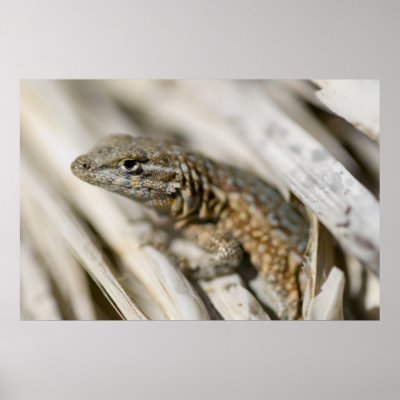 Desert Lizards Runescape