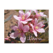 Desert Pink: Love is - Postcard