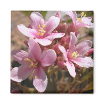 Desert Pink - Magnet #1