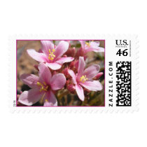 Desert Pink - Postage #1 postage