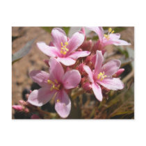 Desert Pink - Postcard