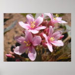 Desert Pink - Poster