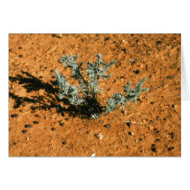 Desert plant cards