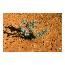 Planta de deserto pôsteres