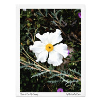 Desert Prickly Poppy / Satin Color Print photography
