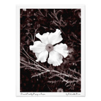 Desert Prickly Poppy / Satin Sepia Print photography