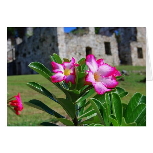 Desert Rose Flowers, St. John V.I. Sugar Mill Card card